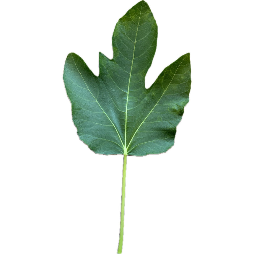 Verdal Longue Fig Leaf