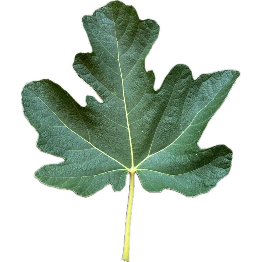 Verdino Del Nord Fig Leaf