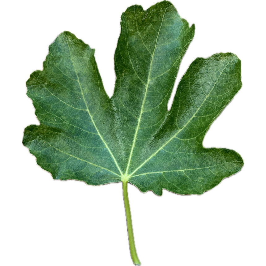 Violeta Fig Leaf