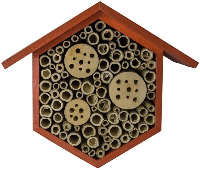 Beneficial Bug Houses: Hibiscus