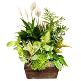 Classic Dish Garden Exquisite