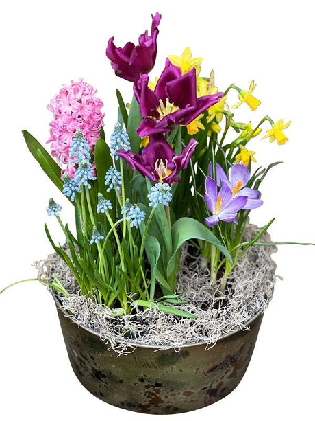 Easter blooming bulb garden