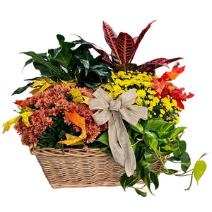 Fall Seasonal Plants