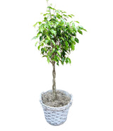 Ficus Tree in Basket