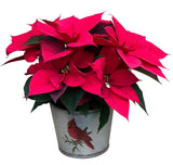 Merry Christmas Poinsettia