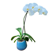 Orchid Plant in Modern Pot 