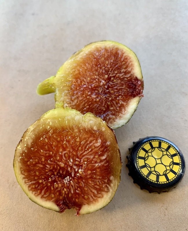Paratjal Rimada Fig Fruit Crossection