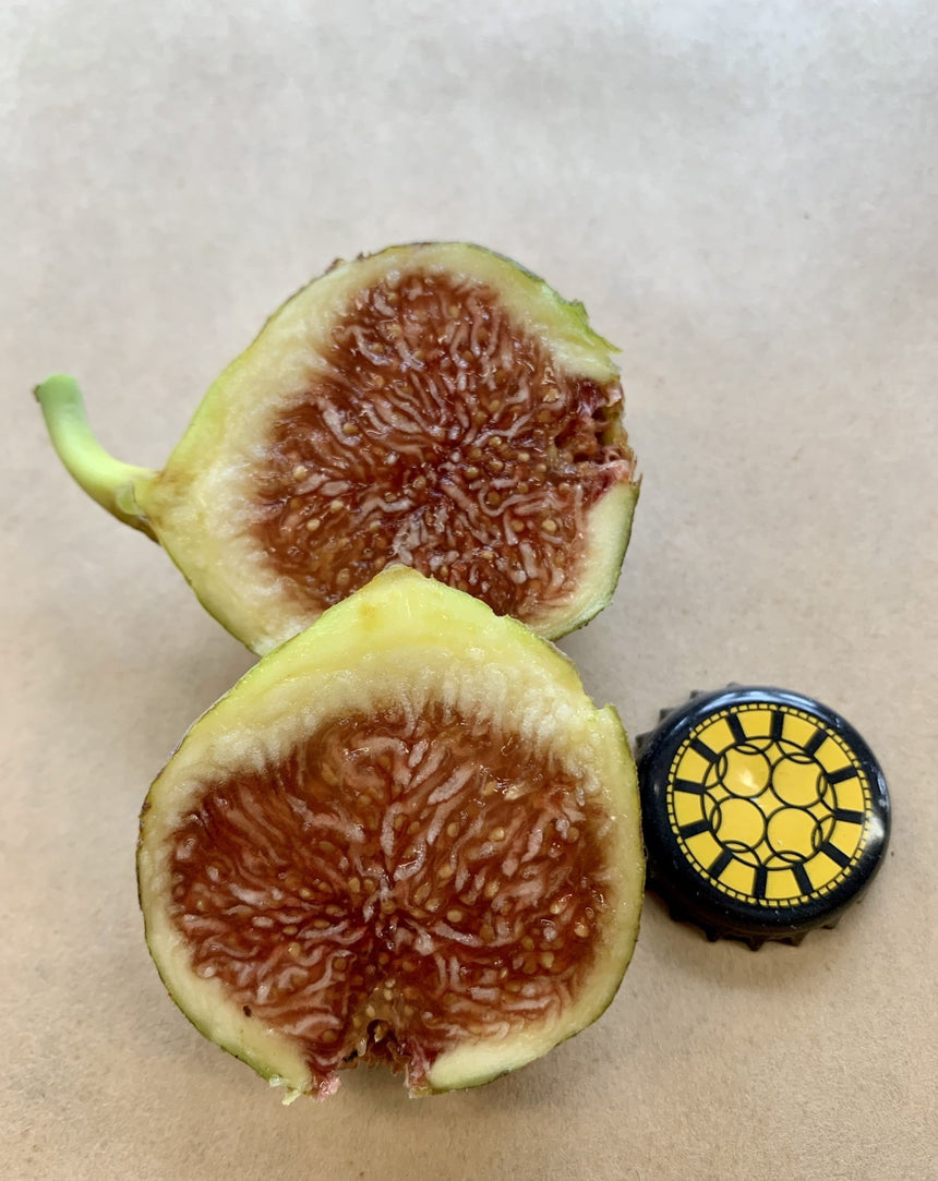 Planera Fig Fruit Crossection