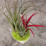 Spiral Shell Air Plant Close Up