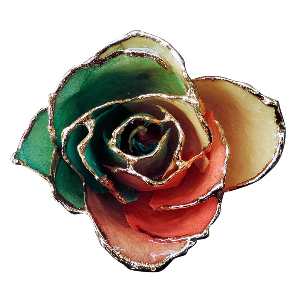 Gold Dipped Tri-Color Rose Close Up