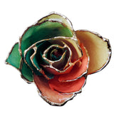 Gold Dipped Tri-Color Rose Close Up