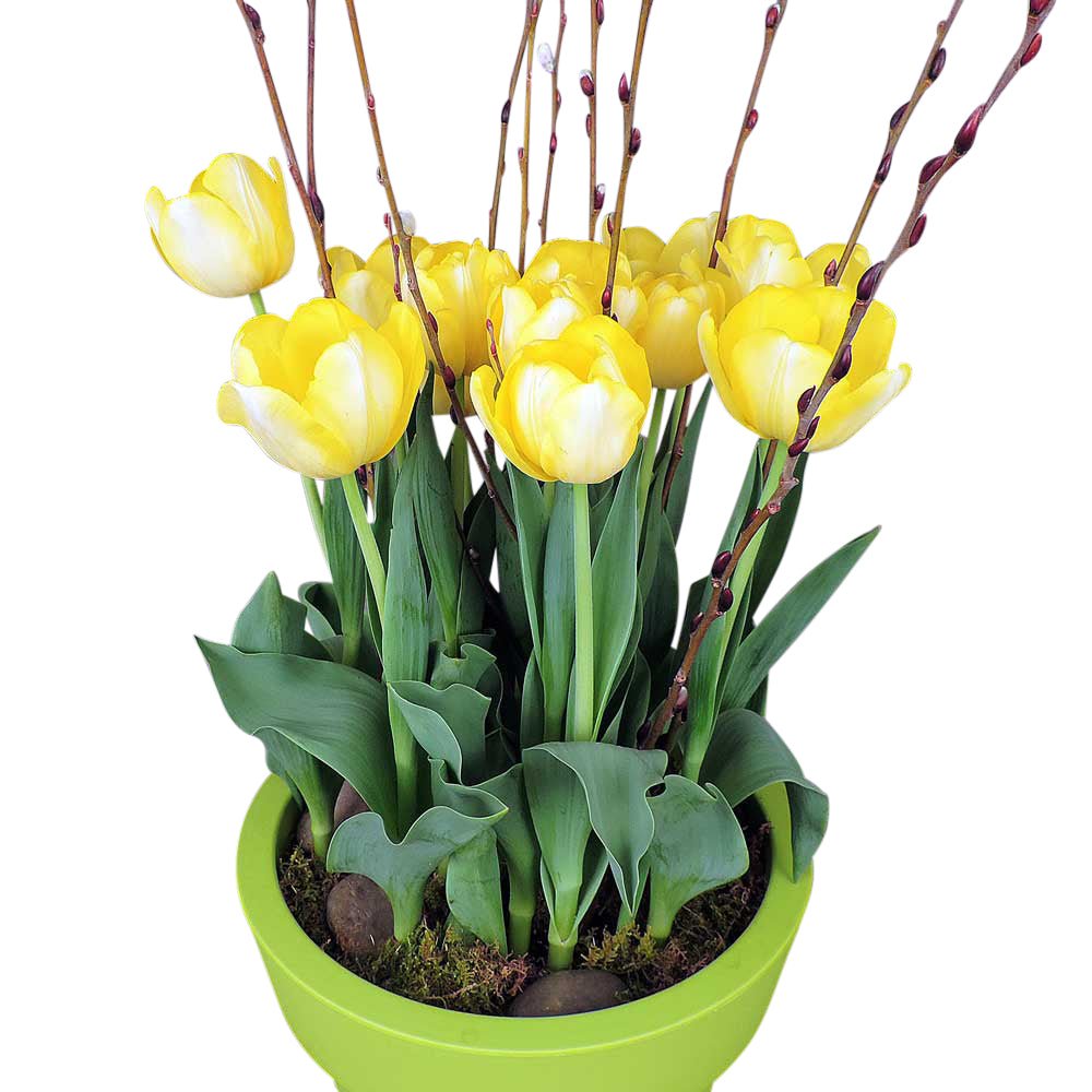 Yellow tulips in deluxe pot with accents